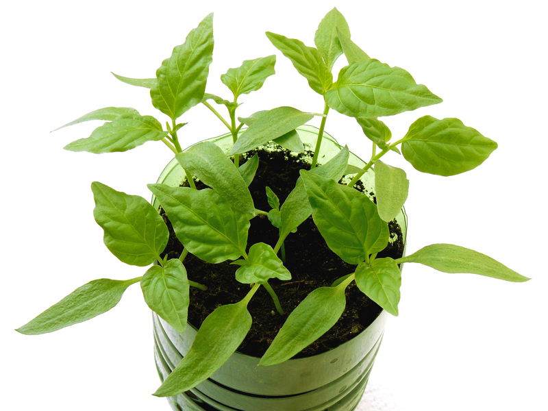 Harnessing Nature's Methods for Waste Disposal Solutions